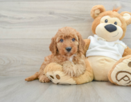 8 week old Mini Goldendoodle Puppy For Sale - Pilesgrove Pups