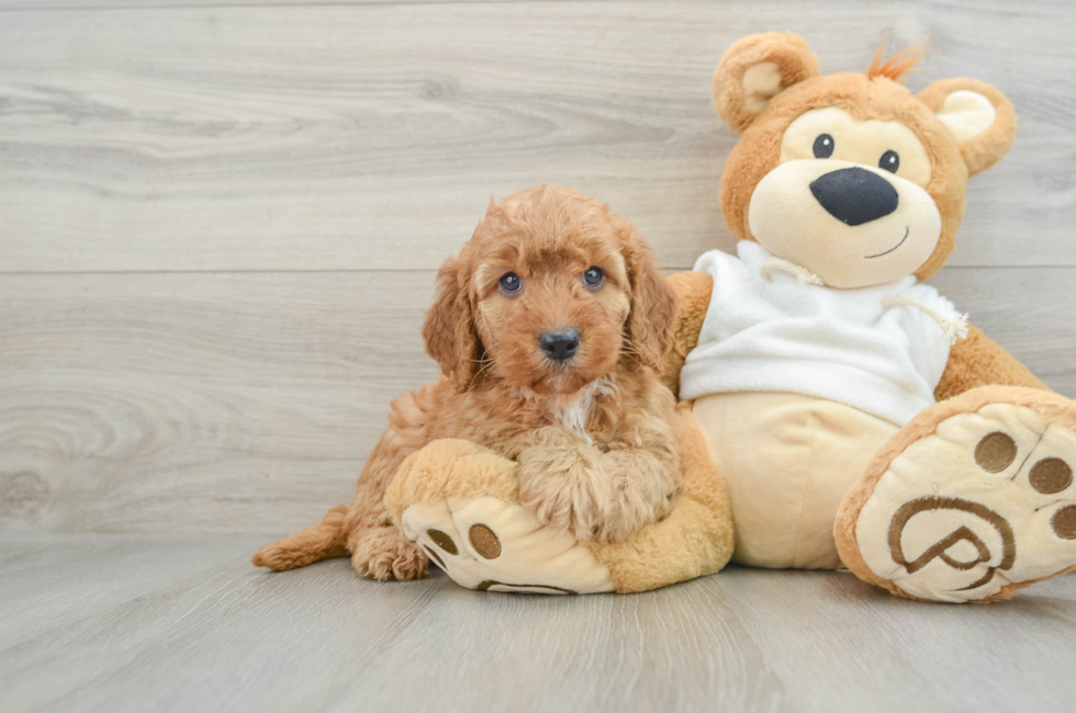 8 week old Mini Goldendoodle Puppy For Sale - Pilesgrove Pups