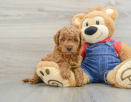7 week old Mini Goldendoodle Puppy For Sale - Pilesgrove Pups