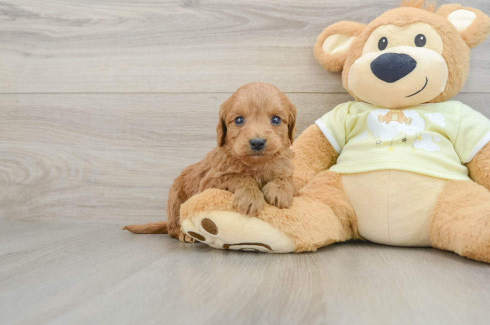 6 week old Mini Goldendoodle Puppy For Sale - Pilesgrove Pups