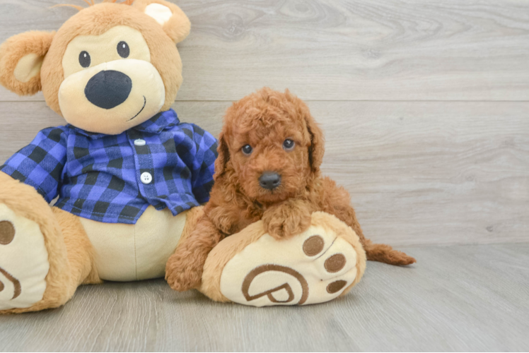 Hypoallergenic Mini Goldiepoo Poodle Mix Puppy