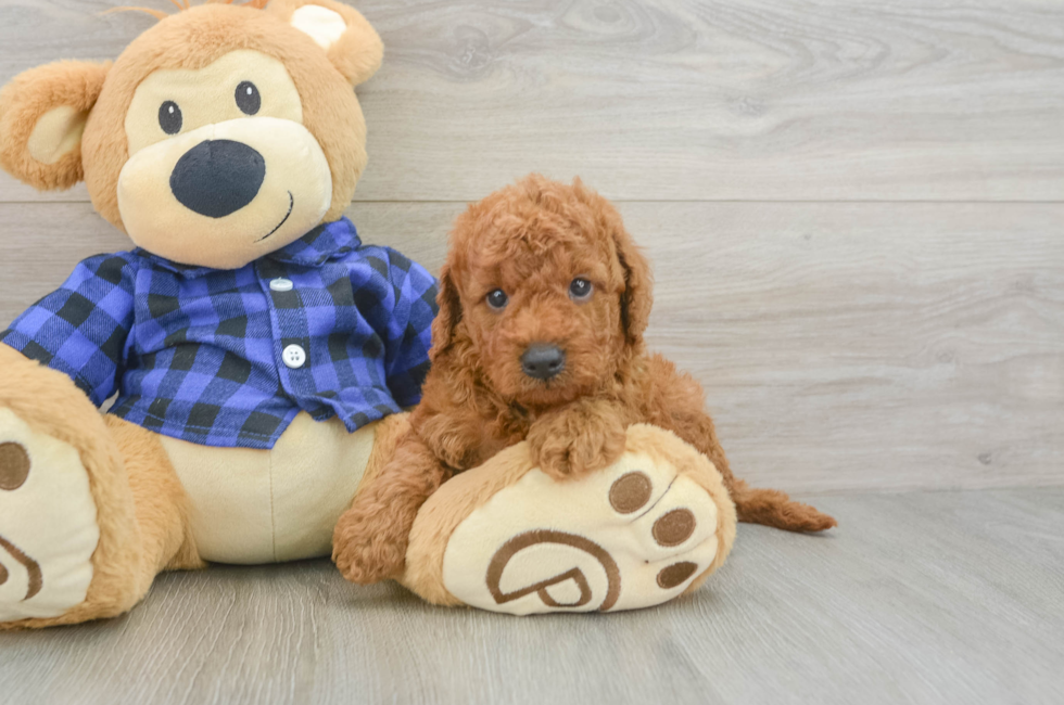 6 week old Mini Goldendoodle Puppy For Sale - Pilesgrove Pups