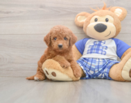 6 week old Mini Goldendoodle Puppy For Sale - Pilesgrove Pups