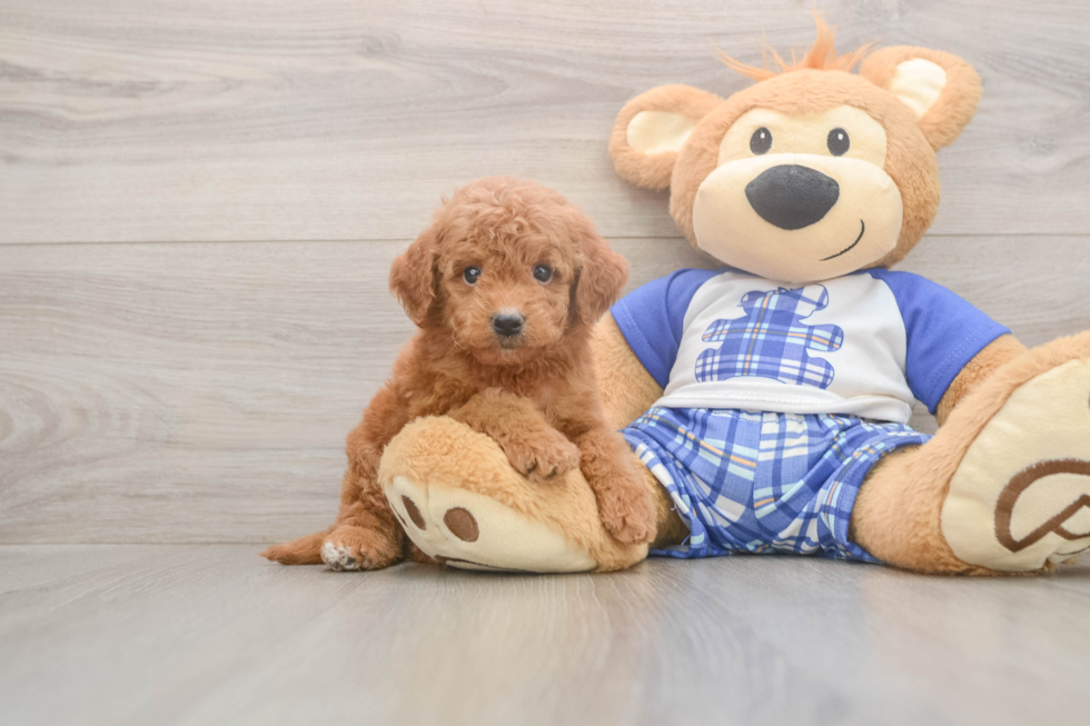 Meet Elon - our Mini Goldendoodle Puppy Photo  1/3 - Pilesgrove Pups Mini Goldendoodle Puppy for Adoption