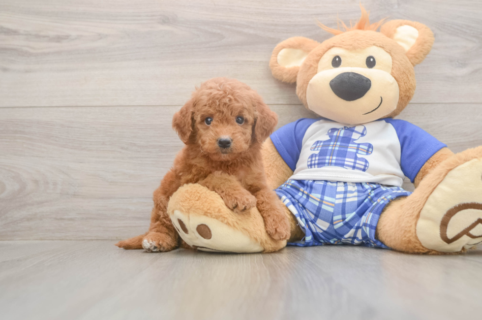 5 week old Mini Goldendoodle Puppy For Sale - Pilesgrove Pups