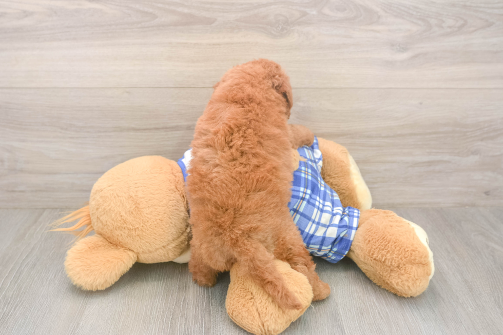 Meet Elon - our Mini Goldendoodle Puppy Photo  3/3 - Pilesgrove Pups Best Mini Goldendoodle Baby