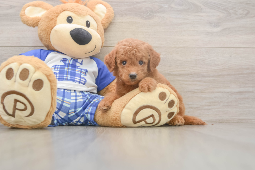 Meet Elon - our Mini Goldendoodle Puppy Photo  2/3 - Pilesgrove Pups Best Mini Goldendoodle Baby