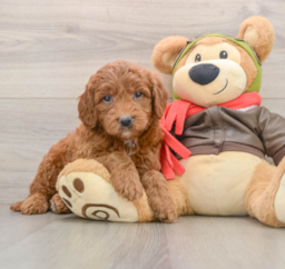 7 week old Mini Goldendoodle Puppy For Sale - Pilesgrove Pups