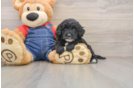 Fluffy Mini Goldendoodle Poodle Mix Pup