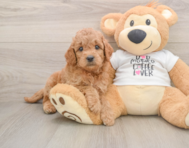 7 week old Mini Goldendoodle Puppy For Sale - Pilesgrove Pups