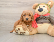 7 week old Mini Goldendoodle Puppy For Sale - Pilesgrove Pups