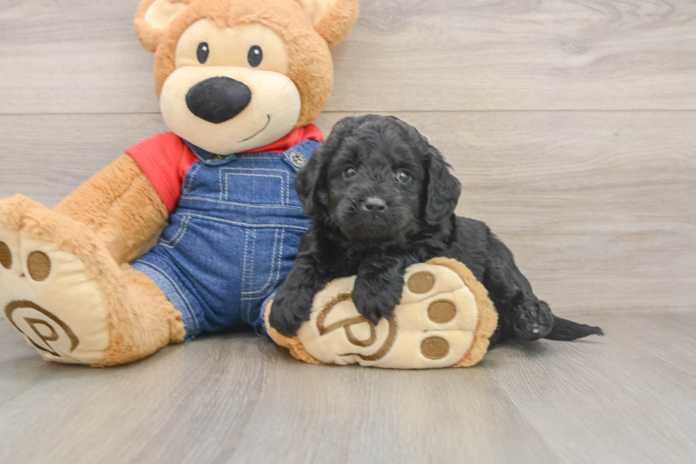 Mini Goldendoodle Pup Being Cute
