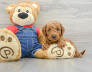 6 week old Mini Goldendoodle Puppy For Sale - Pilesgrove Pups