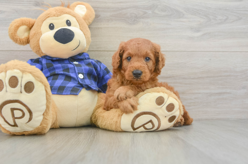 6 week old Mini Goldendoodle Puppy For Sale - Pilesgrove Pups