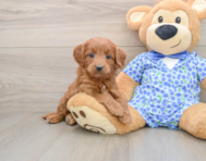 6 week old Mini Goldendoodle Puppy For Sale - Pilesgrove Pups