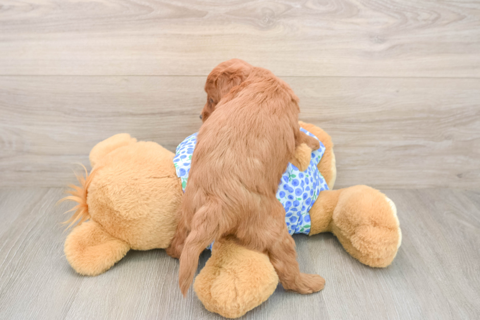 Best Mini Goldendoodle Baby