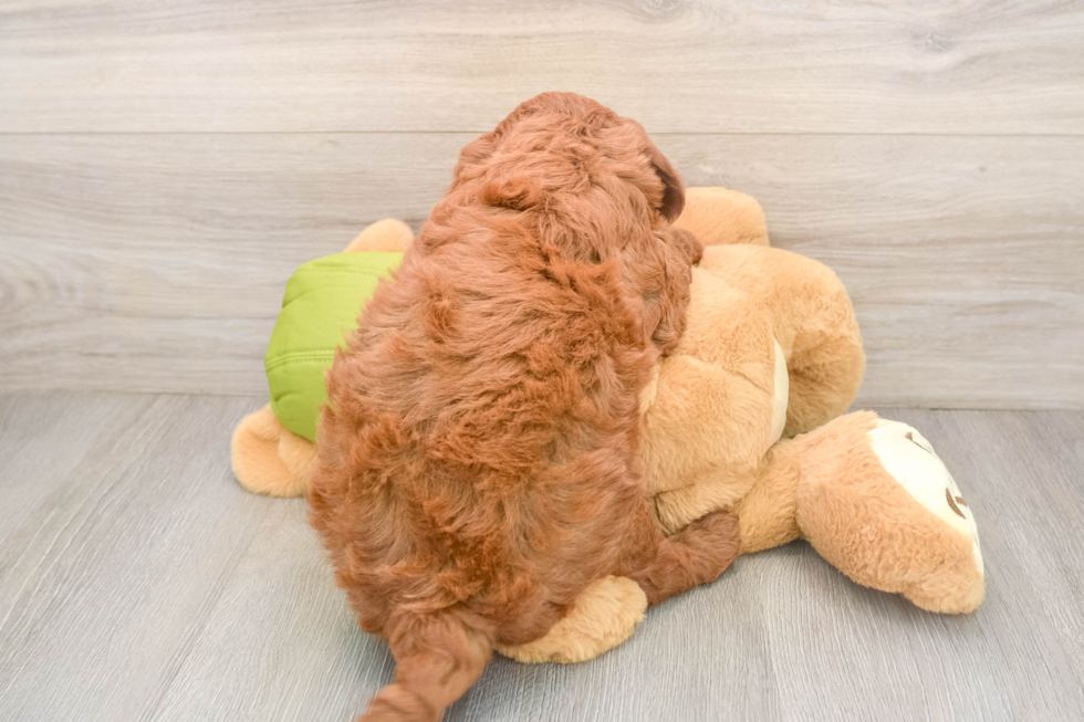 Best Mini Goldendoodle Baby
