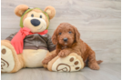 Mini Goldendoodle Pup Being Cute