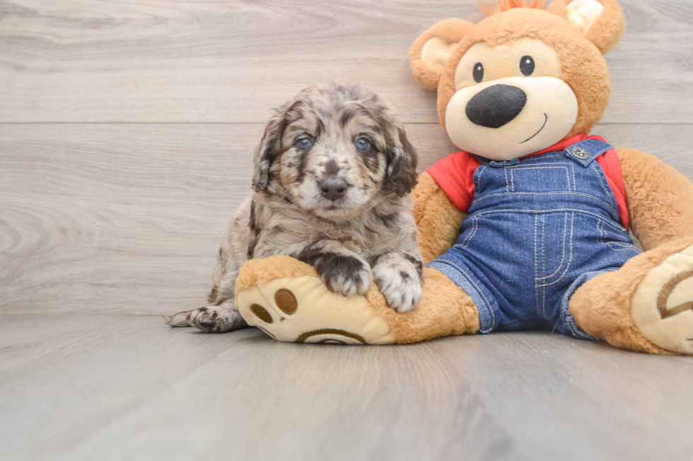 Energetic Golden Doodle Poodle Mix Puppy