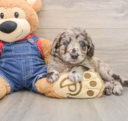 7 week old Mini Goldendoodle Puppy For Sale - Pilesgrove Pups