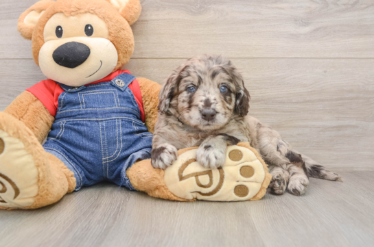 Adorable Golden Retriever Poodle Mix Poodle Mix Puppy