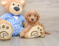 8 week old Mini Goldendoodle Puppy For Sale - Pilesgrove Pups