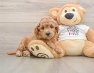 7 week old Mini Goldendoodle Puppy For Sale - Pilesgrove Pups