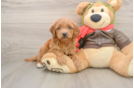 Energetic Golden Doodle Poodle Mix Puppy