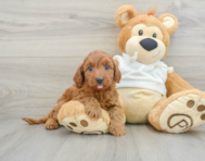 8 week old Mini Goldendoodle Puppy For Sale - Pilesgrove Pups