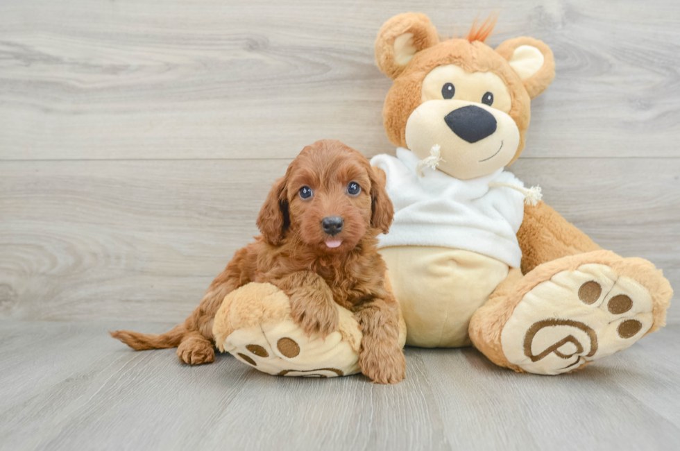 8 week old Mini Goldendoodle Puppy For Sale - Pilesgrove Pups