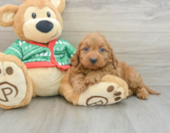 7 week old Mini Goldendoodle Puppy For Sale - Pilesgrove Pups