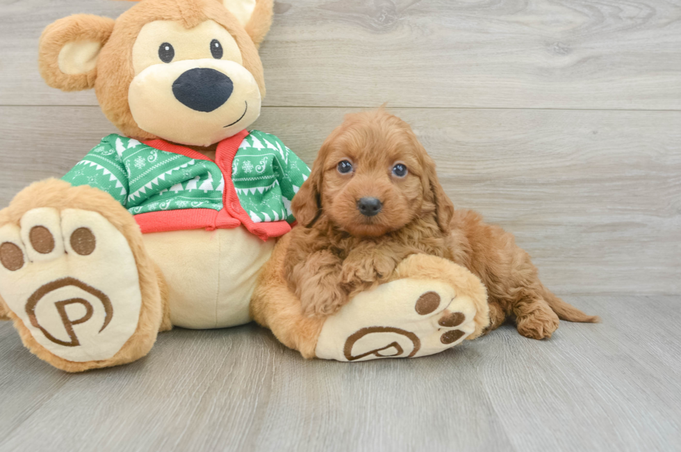 7 week old Mini Goldendoodle Puppy For Sale - Pilesgrove Pups