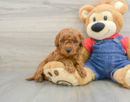 8 week old Mini Goldendoodle Puppy For Sale - Pilesgrove Pups