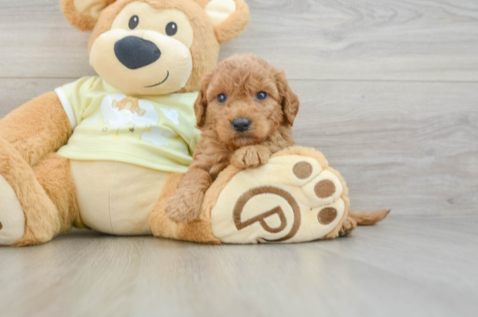 6 week old Mini Goldendoodle Puppy For Sale - Pilesgrove Pups