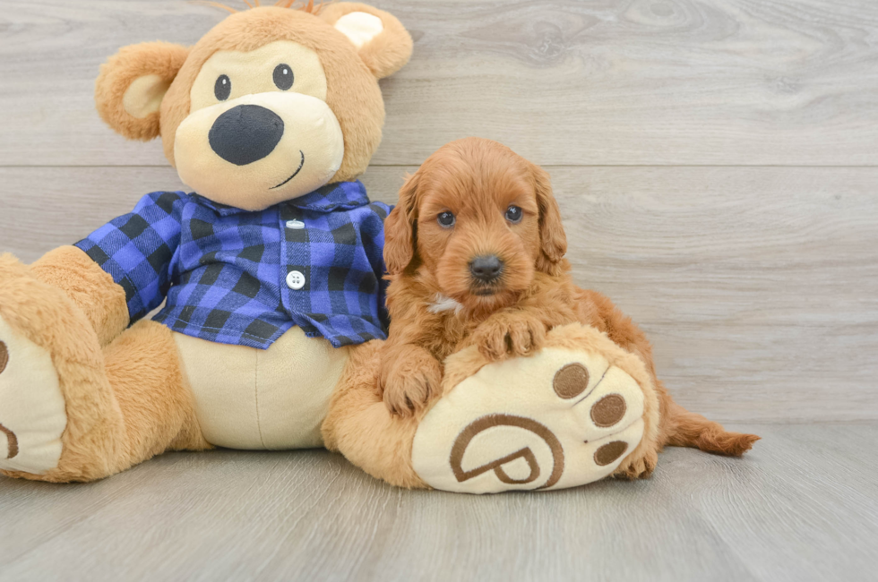 6 week old Mini Goldendoodle Puppy For Sale - Pilesgrove Pups