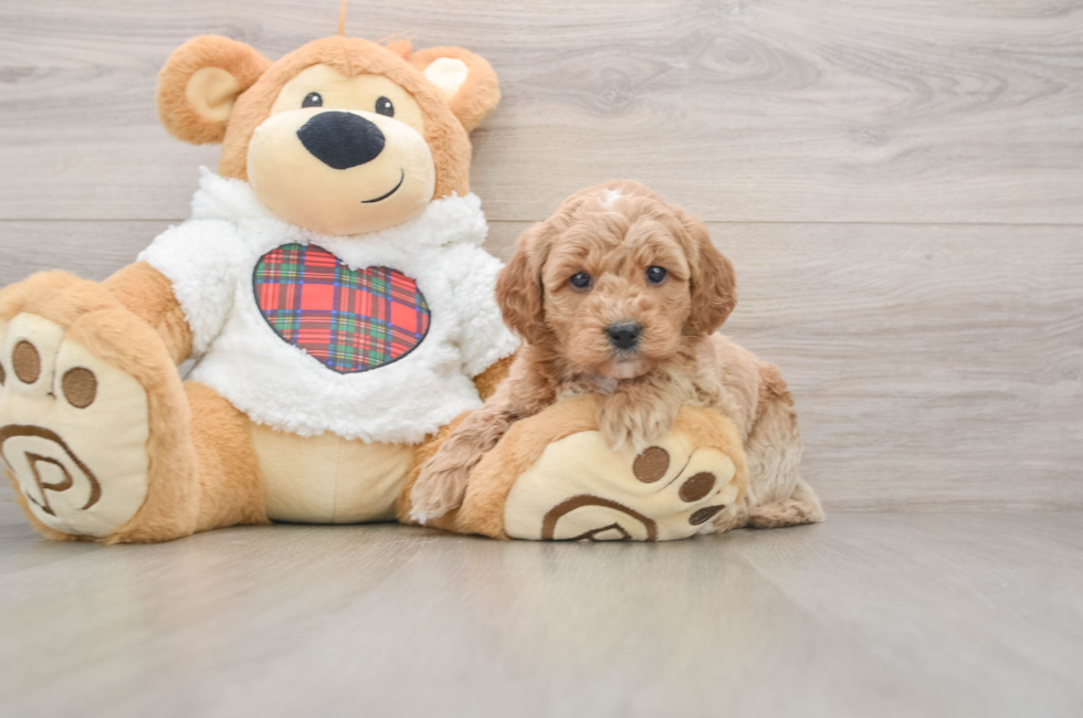 5 week old Mini Goldendoodle Puppy For Sale - Pilesgrove Pups