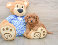 7 week old Mini Goldendoodle Puppy For Sale - Pilesgrove Pups