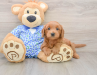 7 week old Mini Goldendoodle Puppy For Sale - Pilesgrove Pups