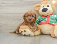 7 week old Mini Goldendoodle Puppy For Sale - Pilesgrove Pups