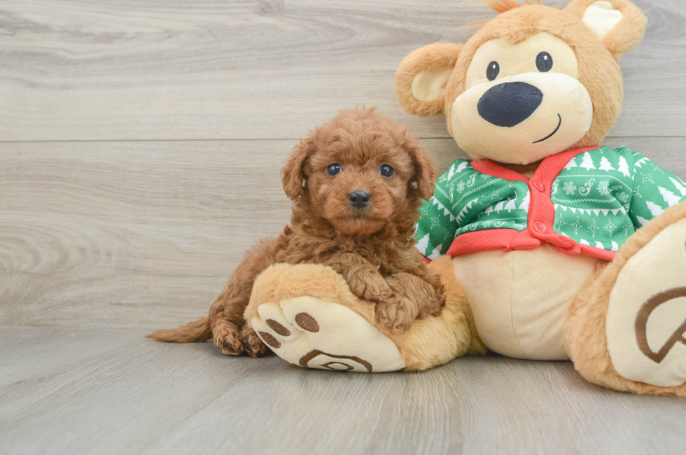 7 week old Mini Goldendoodle Puppy For Sale - Pilesgrove Pups