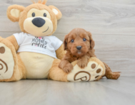 8 week old Mini Goldendoodle Puppy For Sale - Pilesgrove Pups