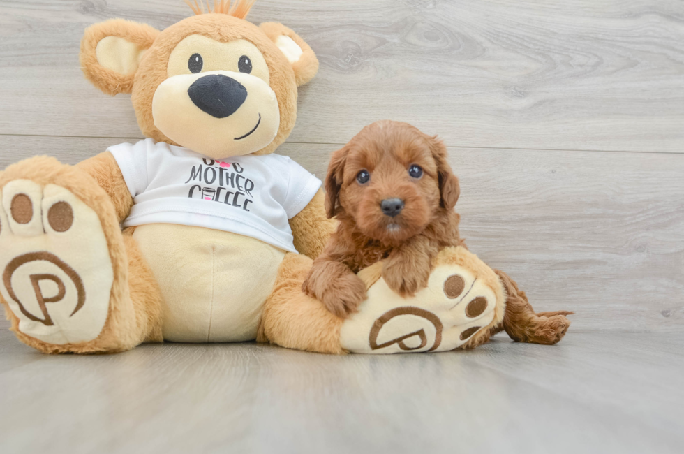 8 week old Mini Goldendoodle Puppy For Sale - Pilesgrove Pups