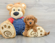 8 week old Mini Goldendoodle Puppy For Sale - Pilesgrove Pups