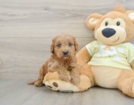 8 week old Mini Goldendoodle Puppy For Sale - Pilesgrove Pups