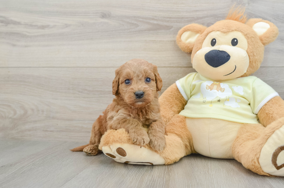 6 week old Mini Goldendoodle Puppy For Sale - Pilesgrove Pups