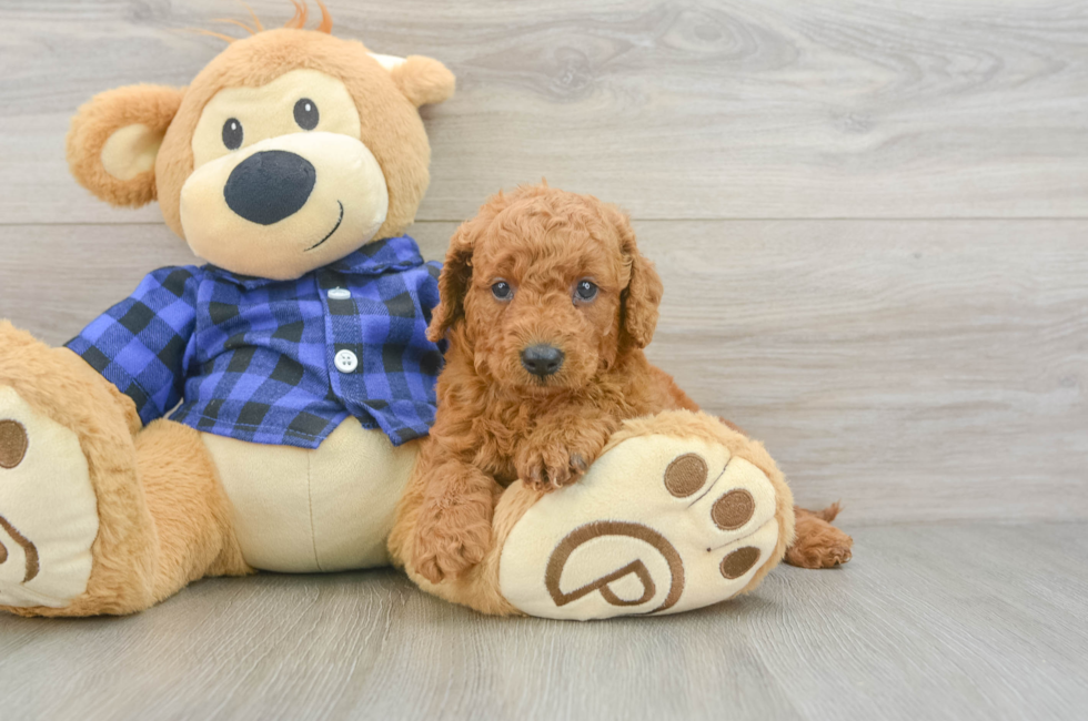 6 week old Mini Goldendoodle Puppy For Sale - Pilesgrove Pups