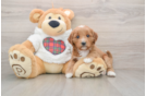 Best Mini Goldendoodle Baby