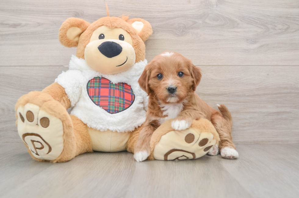 5 week old Mini Goldendoodle Puppy For Sale - Pilesgrove Pups