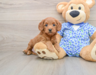 7 week old Mini Goldendoodle Puppy For Sale - Pilesgrove Pups
