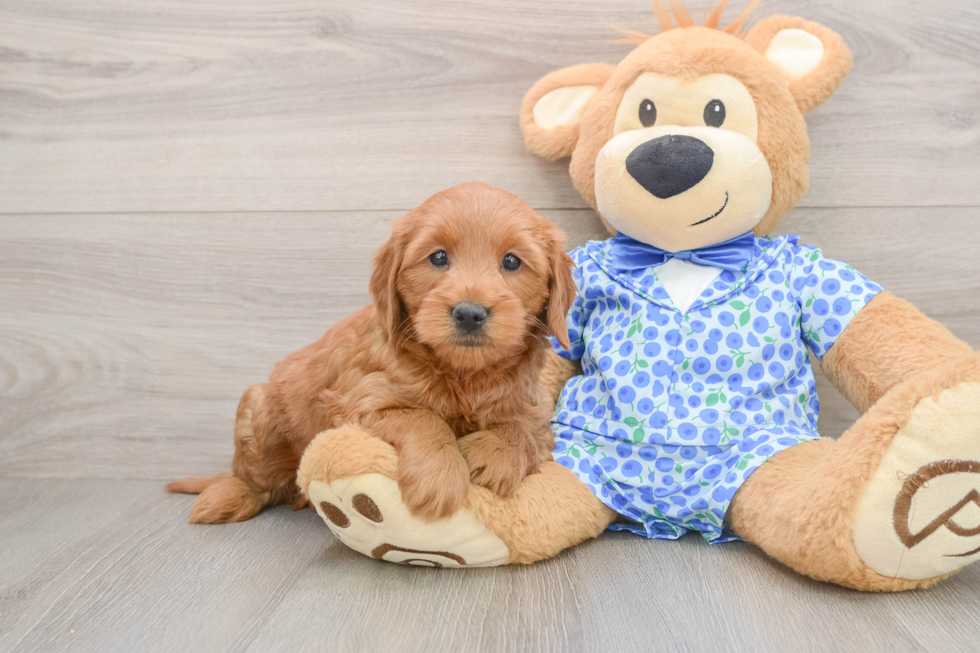 Best Mini Goldendoodle Baby